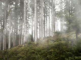 Fototapeta premium In the forest with fog in the morning