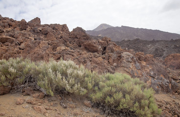 Canary Islands, Tenerife