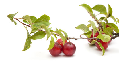 small red plums on branches