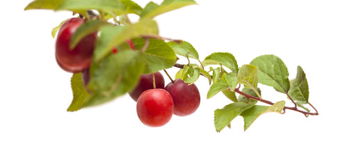 small red plums on branches