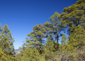Gran Canaria,  July, Tamadaba