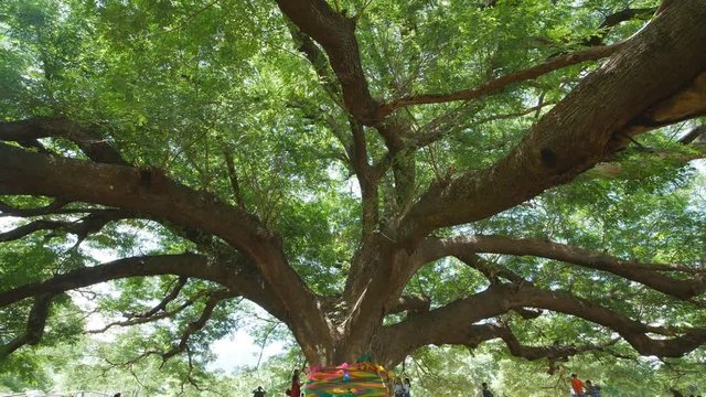 Giant Monky Pod Tree with people visited 