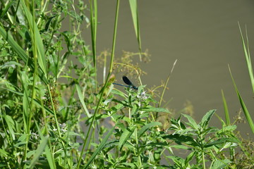 Naklejka na ściany i meble Macro Dragonfly near the river on the flower