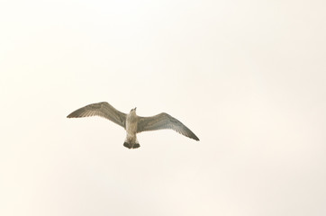 flying seagull