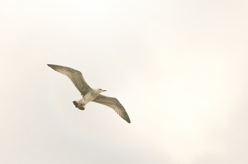 flying seagull