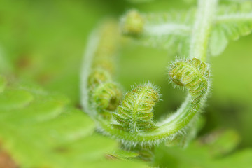 Curled lea