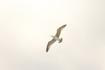 flying seagull