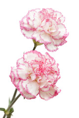 pretty pink carnation isolated