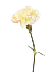Obraz premium pretty pink and yellow carnation isolated