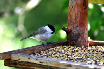 blue titmouse take a seeds in the fodder rack