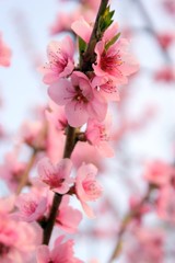 Naklejka premium fleurs