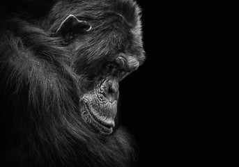 Black and white animal portrait of a sad and depressed chimp in captivity