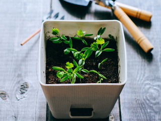 Sprouts of coriander in a pot