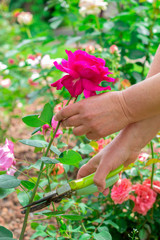 hands of a woman gardener  cuts fresh red roses using shears