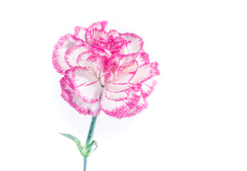 Pink and White Flower Isolated on White Background. Blooming Carnation Flower. Dianthus caryophyllus white and purple carnation. Space for copy. Copy space
