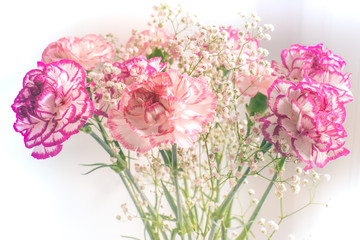 Bouquet with purple and pink-white carnations. Pink and White Flower on White Background. Blooming Carnation Flower. Dianthus caryophyllus white and purple carnation. Space for copy. Copy space