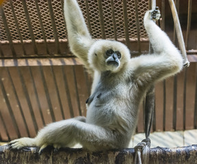 White-cheeked gibbon albino sitting on top of a branch in a cage.