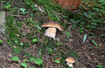 Mushrooming in the forest 