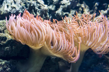 Naklejka na ściany i meble Entacmea - Underwater sea anemone in the sea.