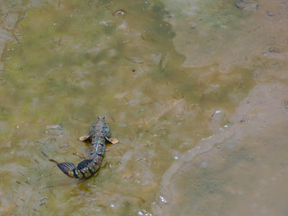 Obraz na płótnie Canvas Blue spotted mudskipper live at mudflat in thailand