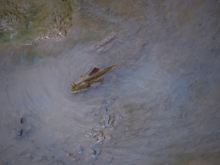 Big Blue spotted mudskipper live at mudflat in thailand