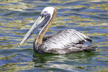 Pelikan