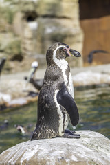 Obraz premium Pinguin