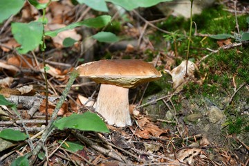 Mushrooming in the forest 