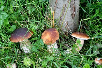Mushrooming in the forest 