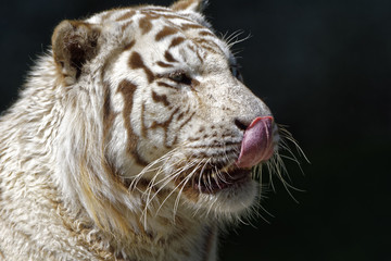 white tiger 002