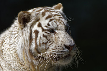 white tiger 001
