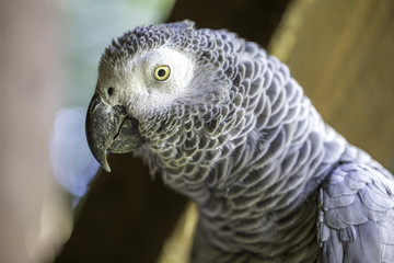 Kopf eines grauen exotischen Papageis