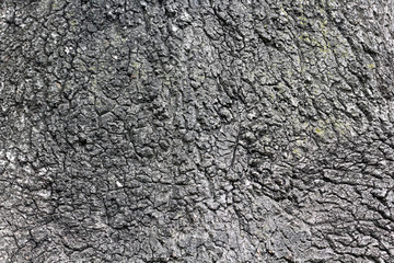 Tree bark texture. Natural background.
