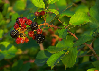 more di rovo (Rubus ulmifolius)