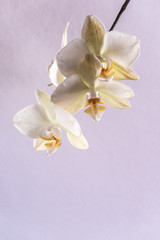 Fototapeta na wymiar White orchids on a white background. Soft light, harsh shadows, portraits of flowers, there is a place for text, solid background. 