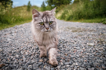 Cat walks on gravel road