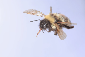Hummel im Flug mit blauem Hintergrund