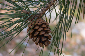 pino marittimo (Pinus pinaster)- ramo con pigna