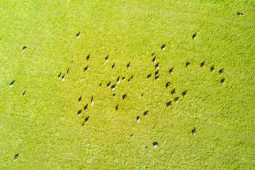 Aerial view of moving cows. Cattle herd from bird eye view. Drone flight over pasture in countryside. Modern agricultural monitoring numbers of cattle in large open area. © peteri