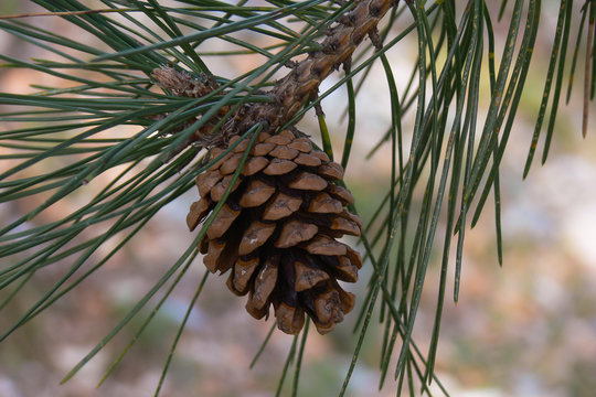 pino marittimo (Pinus pinaster)- ramo con pigna