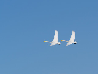 Fototapeta na wymiar whooper swan flying with blue sky background in eastern hokkaido, japan