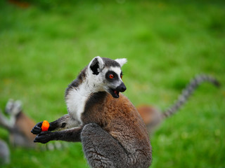 Lémur maki catta