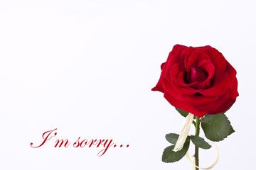 Sorry card with big red rose on the white empty background