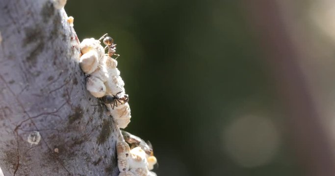 Ants farming Soft Scale Insects Hemiptera - insect marco