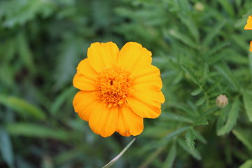 A small yellow flower blossomed in the summer. He grows in the field and has round yellow petals.