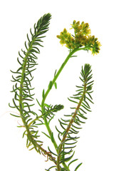 Felsen-Fetthenne oder Tripmadam (Sedum rupestre) blühende Pflanze isoliert vor weißem Hintergrund