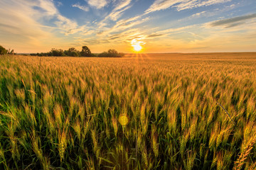 Sunset on the field with young rye.