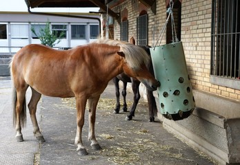Braune pferde am heu futtern am bauernhof