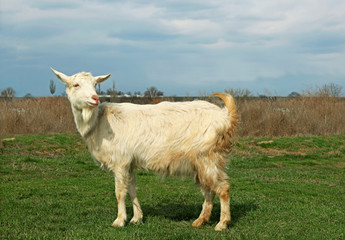 Obraz premium White goat on green meadow