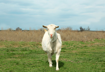 White goat on green meadow